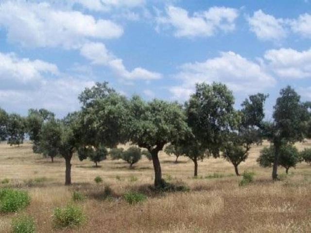 Terreno en venta en Alcántara Terreno en venta en Alcántara