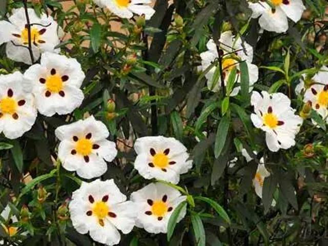 Terreno en venta en Alcántara, Extremadura