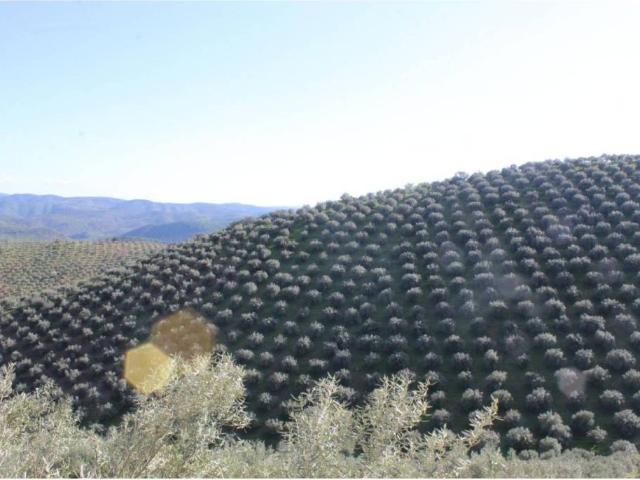 Terreno en venta en Alcaracejos, Andalucía