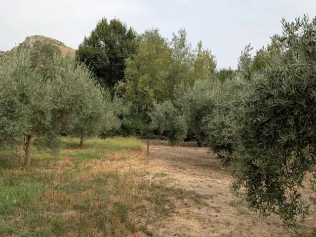 Terreno en venta en Alcaudete, Andalucía