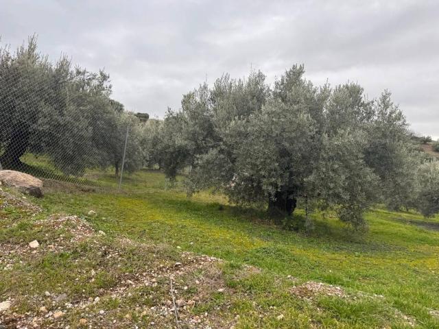 Terreno en venta en Alcaudete, Andalucía