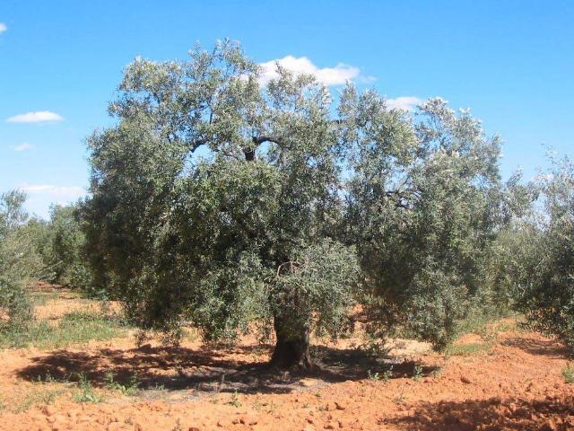 Terreno en venta en Alcaudete, Andalucía