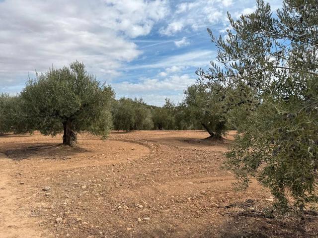 Terreno en venta en Alcaudete, Andalucía