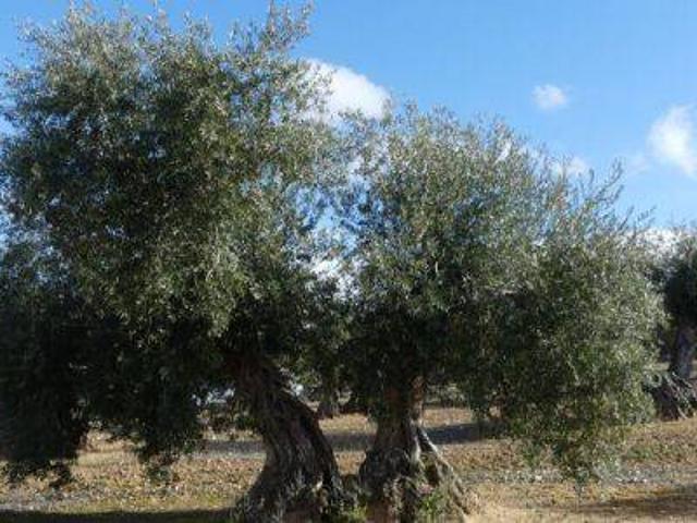 Terreno en venta en Alcaudete, Andalucía