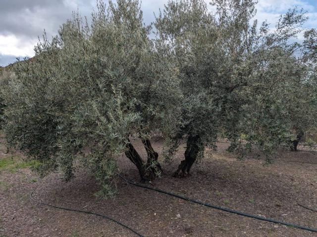Terreno en venta en Alcaudete, Andalucía
