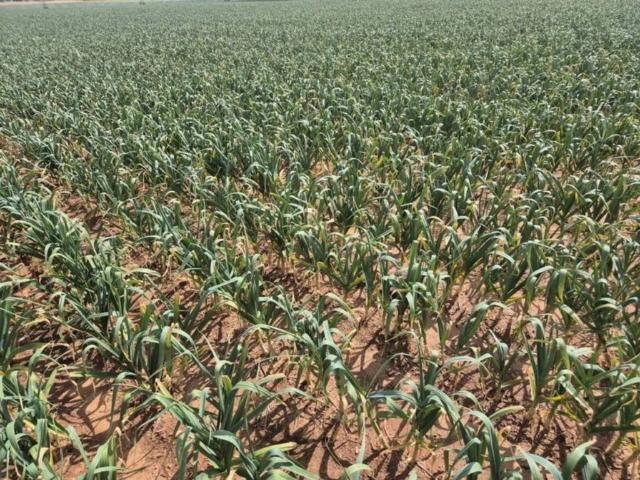 Terreno en venta en Alcázar De San Juan, Castilla-La Mancha
