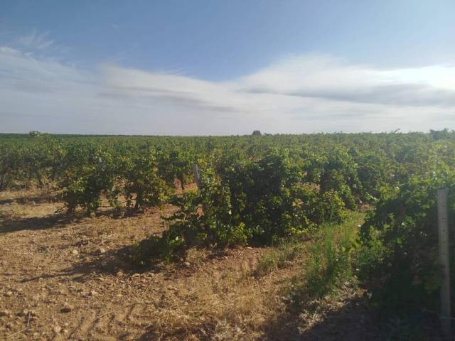 Terreno en venta en Alcázar De San Juan, Castilla-La Mancha