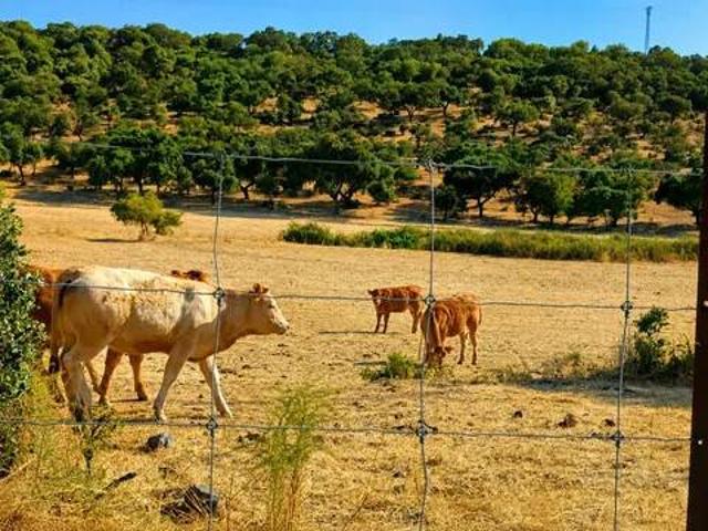 Terreno en venta en Llanos de Olivenza, Extremadura