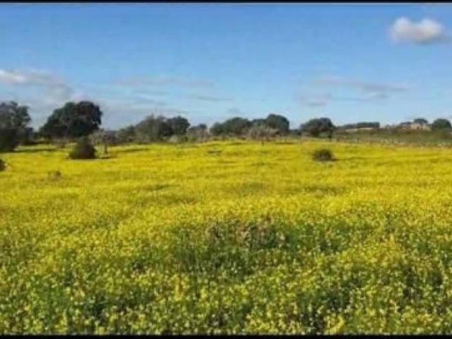 Terreno en venta en Aldea Del Cano, Extremadura