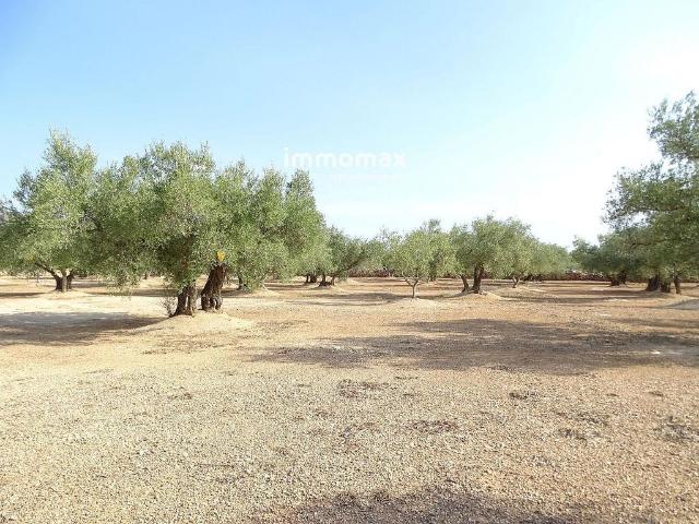 Terreno en venta en Aldover, Tarragona