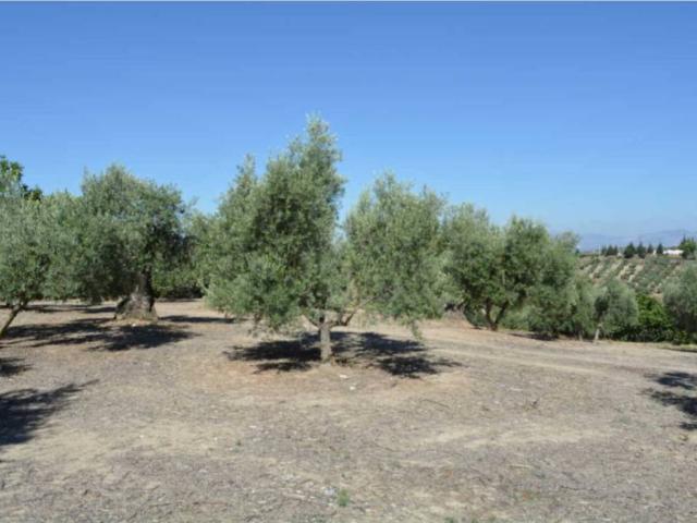Terreno en venta en Fuente Grande, Comarca de la Vega de Granada