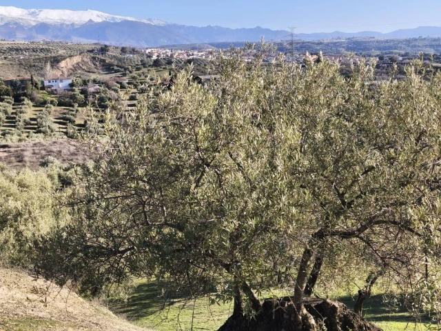 Terreno en venta en Comarca de la Vega de Granada, Andalucía