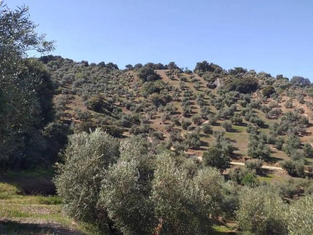 Terreno en venta en Sierra de Cádiz, Andalucía