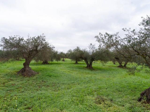 Terreno en venta en Alhaurín El Grande