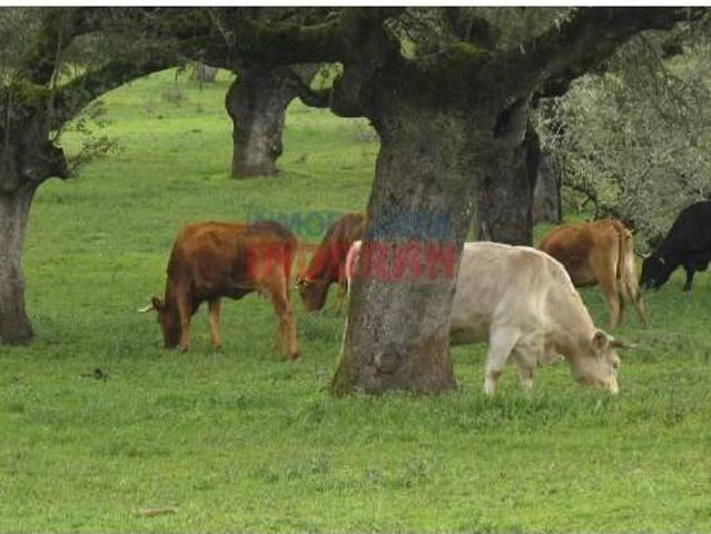 Terreno en venta en Alía