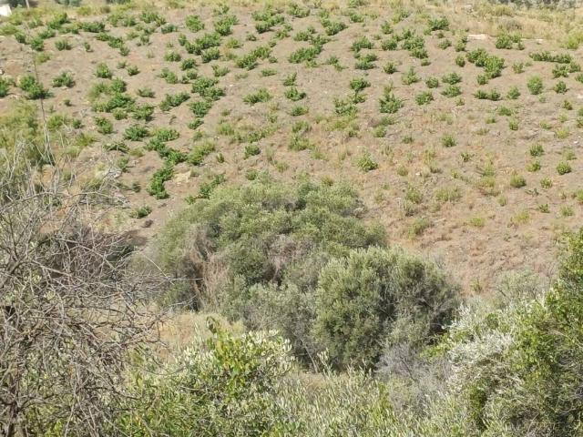 Terreno en venta en Almáchar