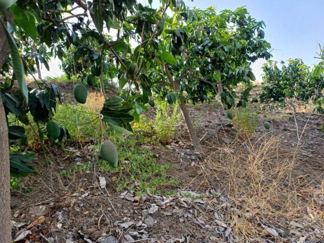 Terreno en venta en Almáchar