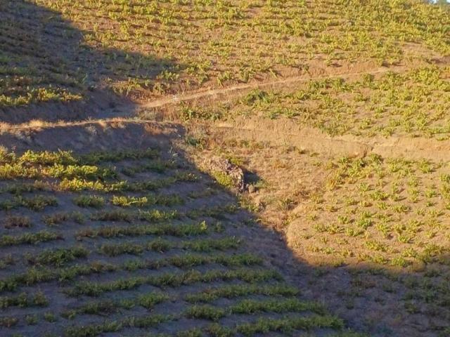 Terreno en venta en Almáchar, Málaga