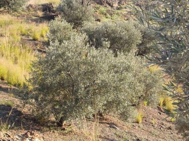 Terreno en venta en La Axarquía, Andalucía