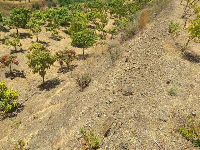 Terreno en venta en Almáchar, Málaga