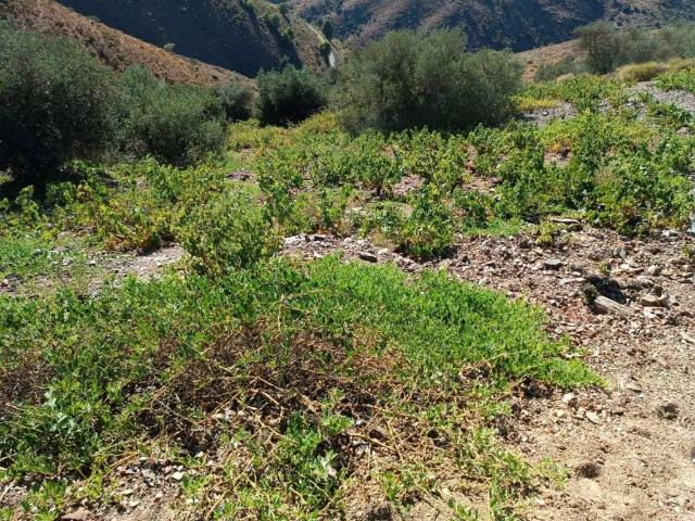 Terreno en venta en Almáchar
