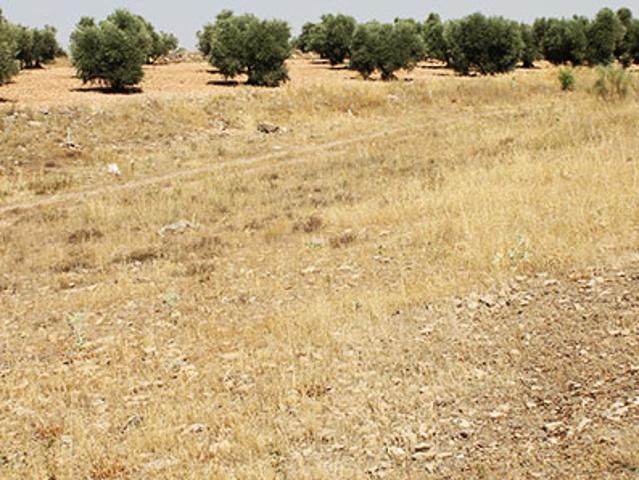 Terreno en venta en Almadén, Castilla-La Mancha
