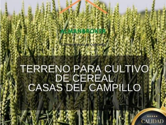 Terreno en venta en Almansa, Castilla-La Mancha