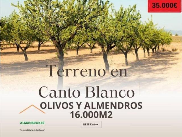 Terreno en venta en Almansa, Castilla-La Mancha