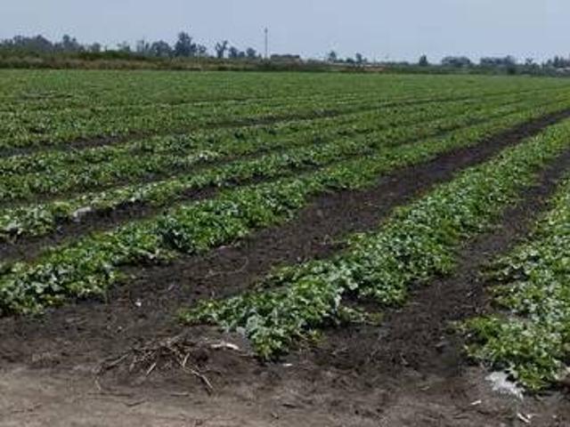 Terreno en venta en la Plana Baixa, Valencia
