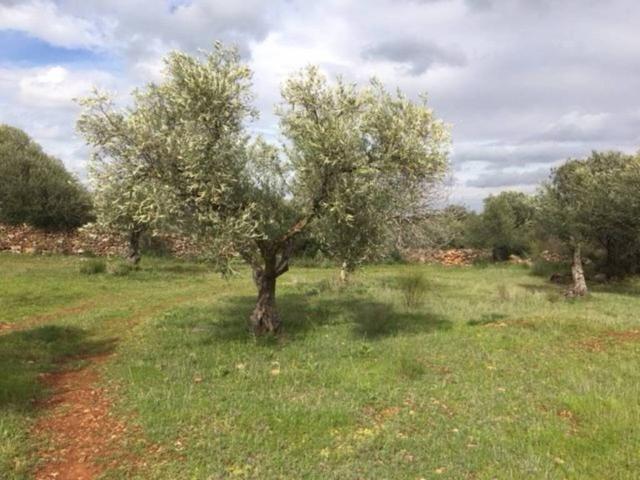 Terreno en venta en Llanos de Olivenza, Extremadura