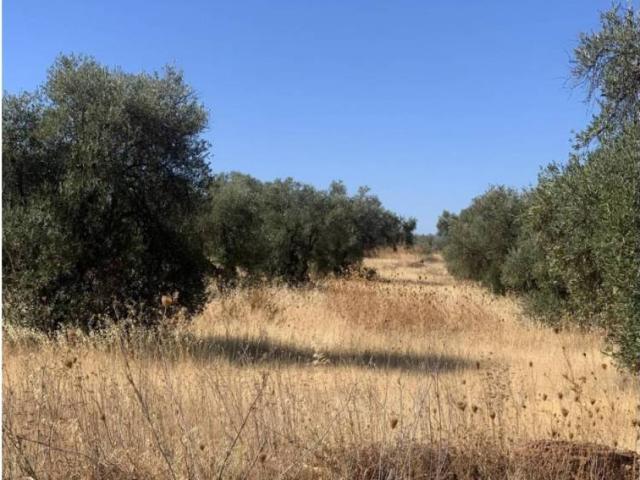 Terreno en venta en Tierra de Barros, Extremadura