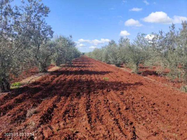 Terreno en venta en Tierra de Barros, Extremadura
