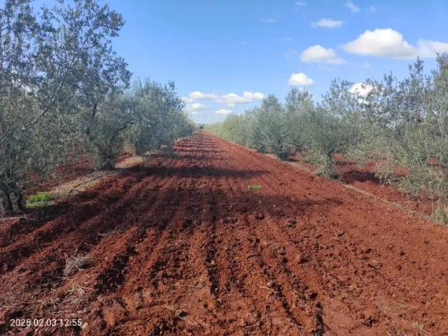 Terreno en venta en Tierra de Barros, Extremadura