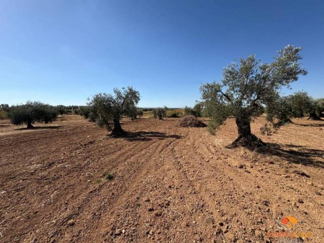 Terreno en venta en Tierra de Barros, Extremadura