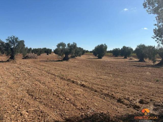 Terreno en venta en Tierra de Barros, Extremadura