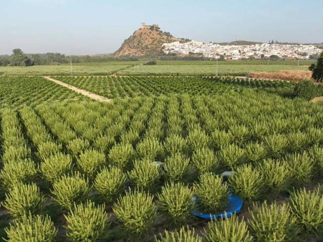 Terreno en venta en Guadalcázar, Andalucía