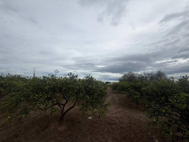 Terreno en venta en el Baix Segura / La Vega Baja, Valencia