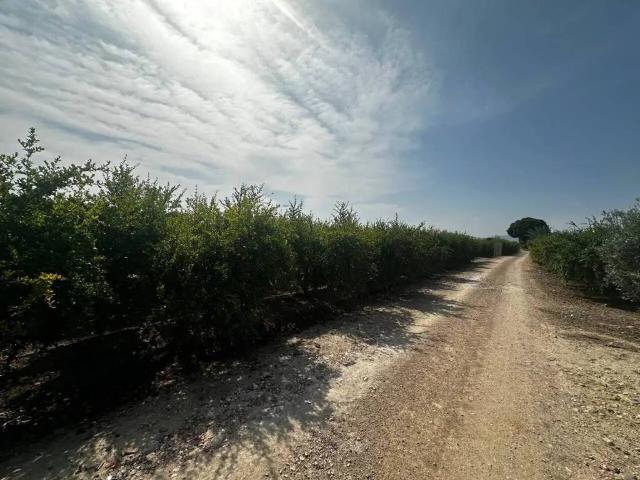 Terreno en venta en El Saladar, el Baix Segura / La Vega Baja