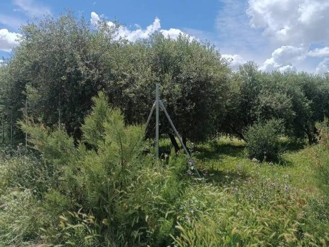 Terreno en venta en Cinca Medio, Aragón