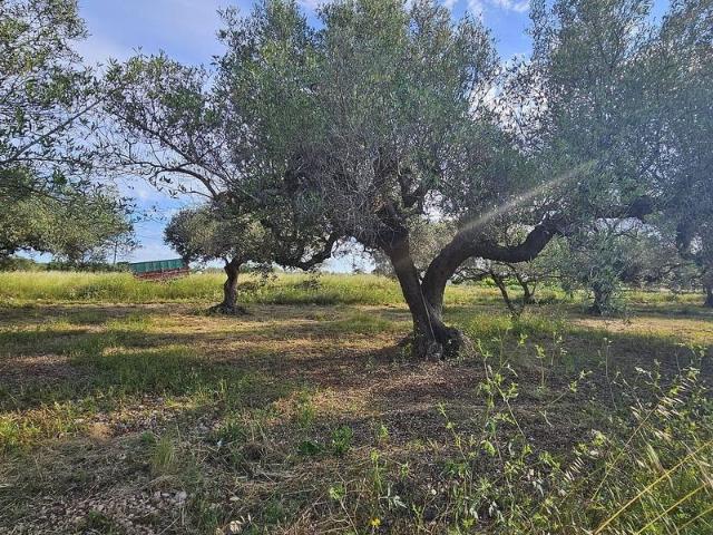 Terreno en venta en Montsià, Catalunya
