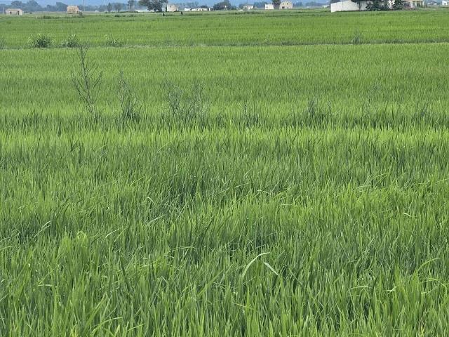 Terreno en venta en Amposta