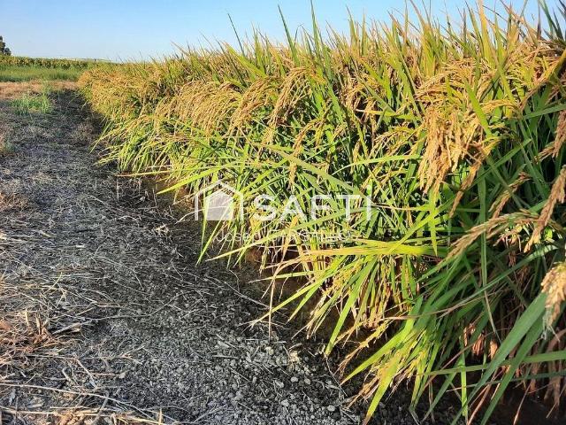 Terreno en venta en Amposta, Tarragona