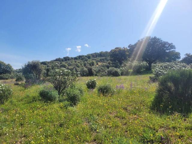 Terreno en venta en Encinacaída, Anchuras