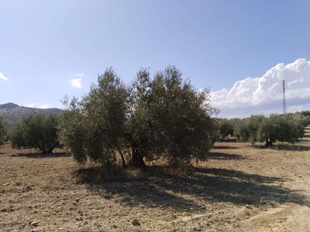 Terreno en venta en Antequera, Andalucía