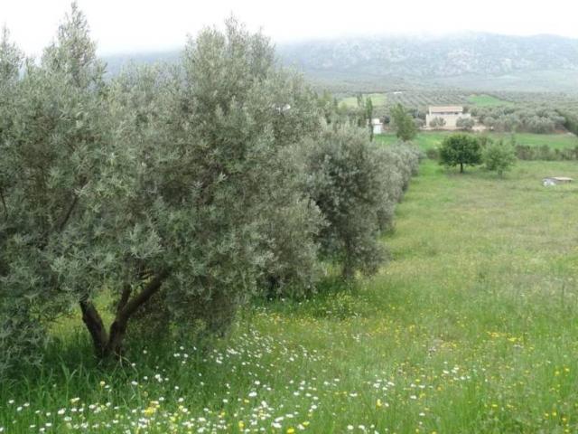 Terreno en venta en Antequera, Andalucía