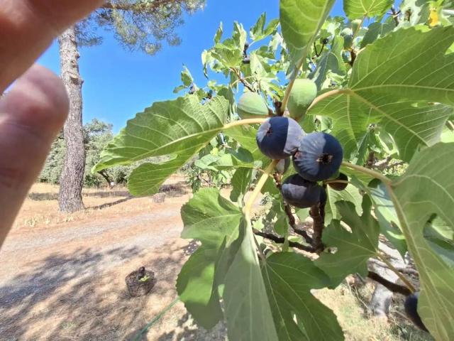Terreno en venta en Sierra de Huelva, Andalucía