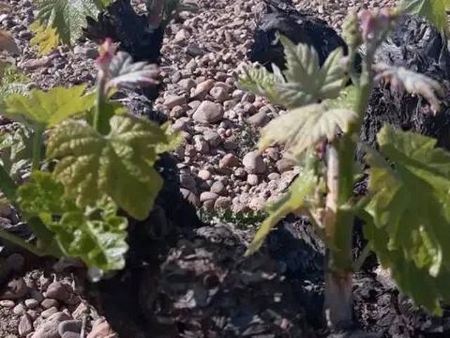 Terreno en venta en Aranda De Duero, Castilla y León