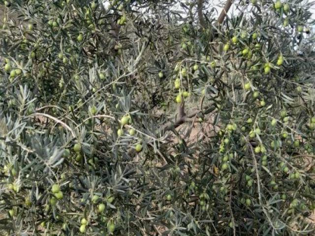 Terreno en venta en Archidona