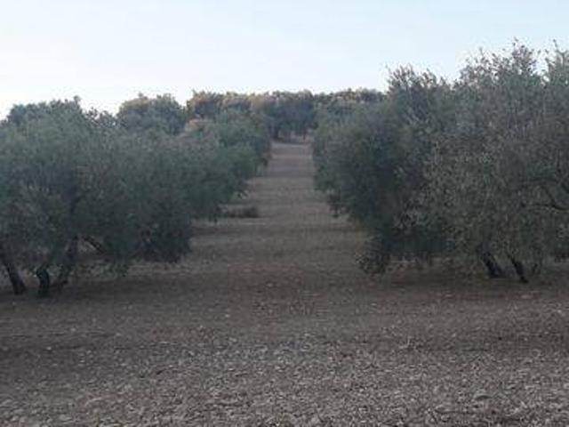 Terreno en venta en Archidona