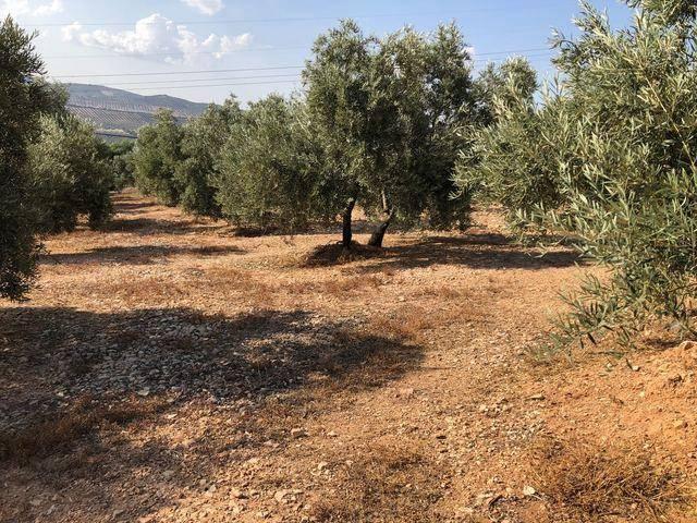 Terreno en venta en Archidona